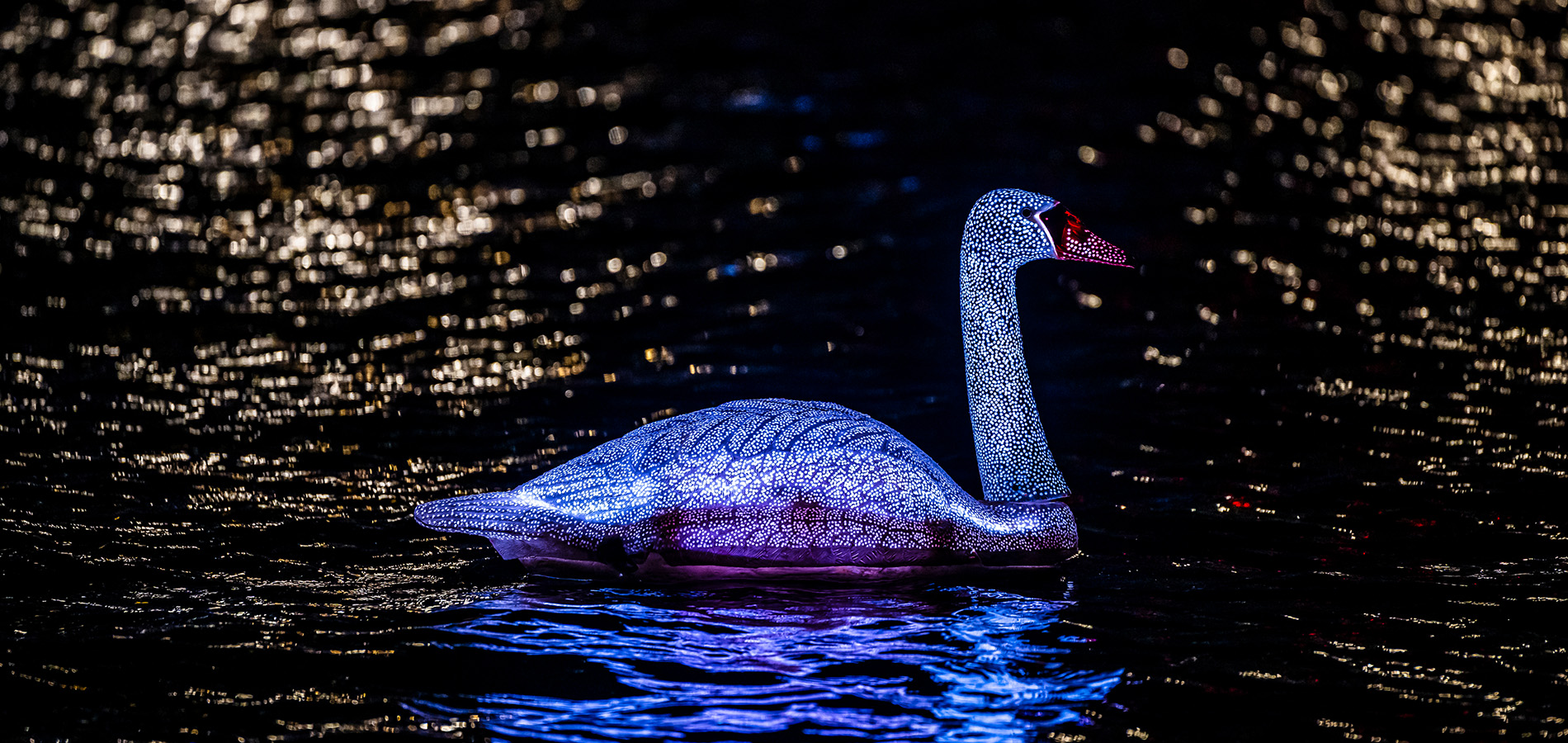 Cygnus