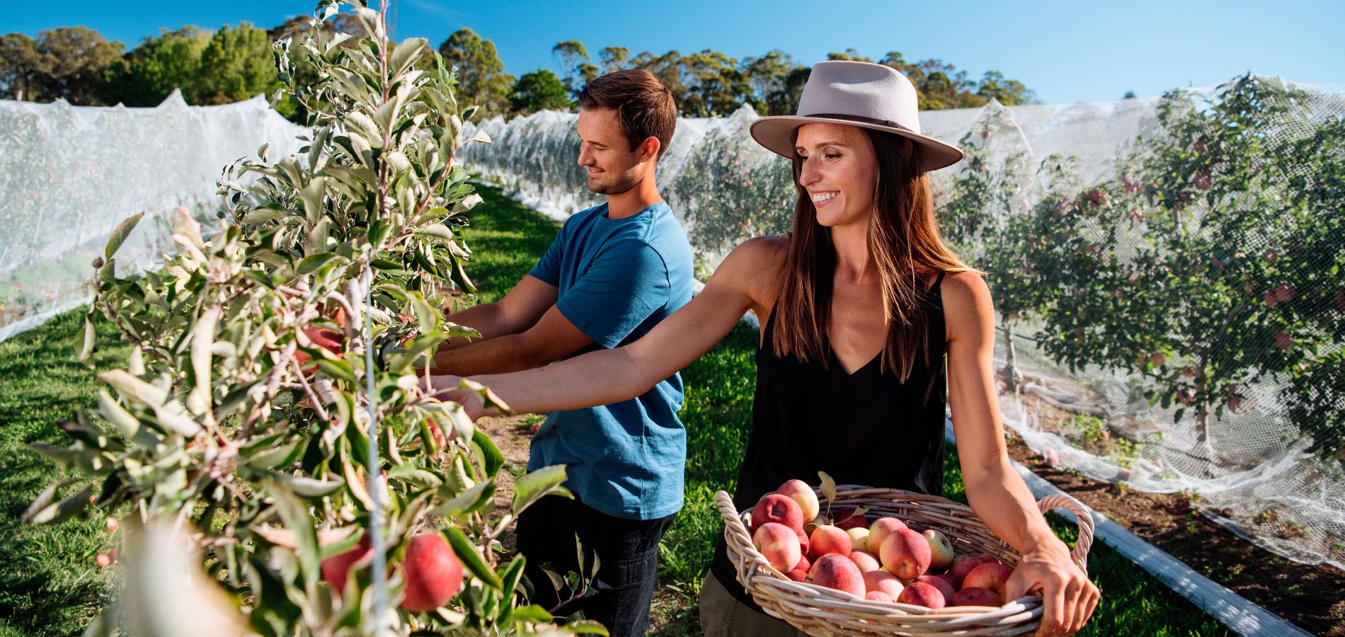 This is an image of Shields Orchard in Bilpin